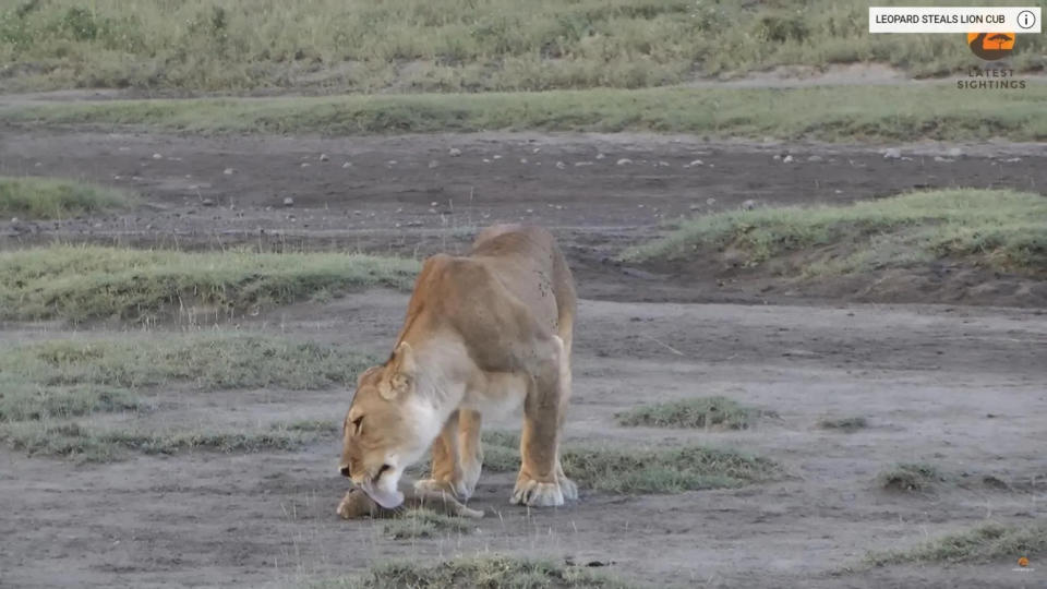 <strong>母獅一開始憐愛的舔舐小獅子。（圖／Latest Sightings YT）</strong>