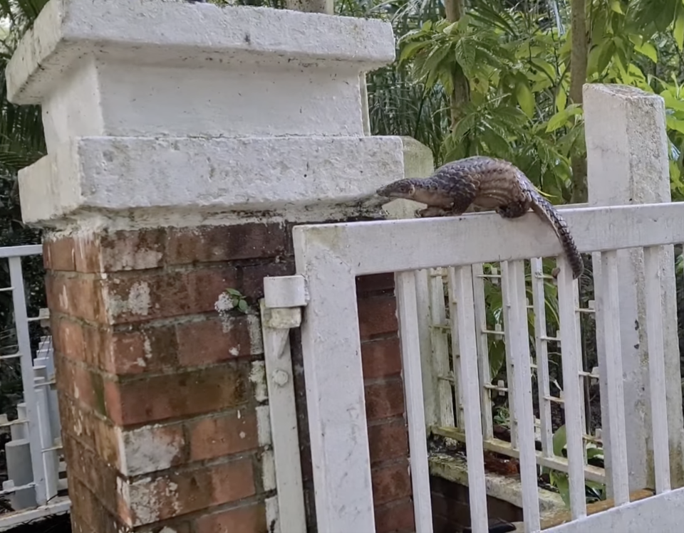 A Sunda pangolin at Upper Peirce Reservoir Park. (Screenshot from video by Dev Nath Mahendran)