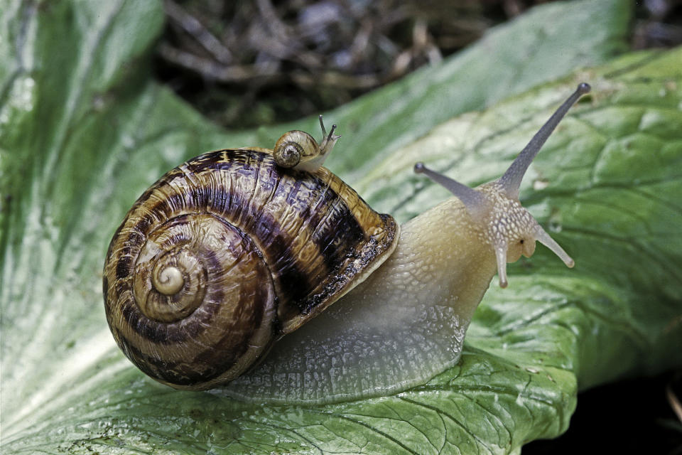 A snail