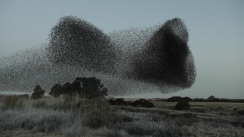 A murmuration of starlings in Sardinia, Italy.