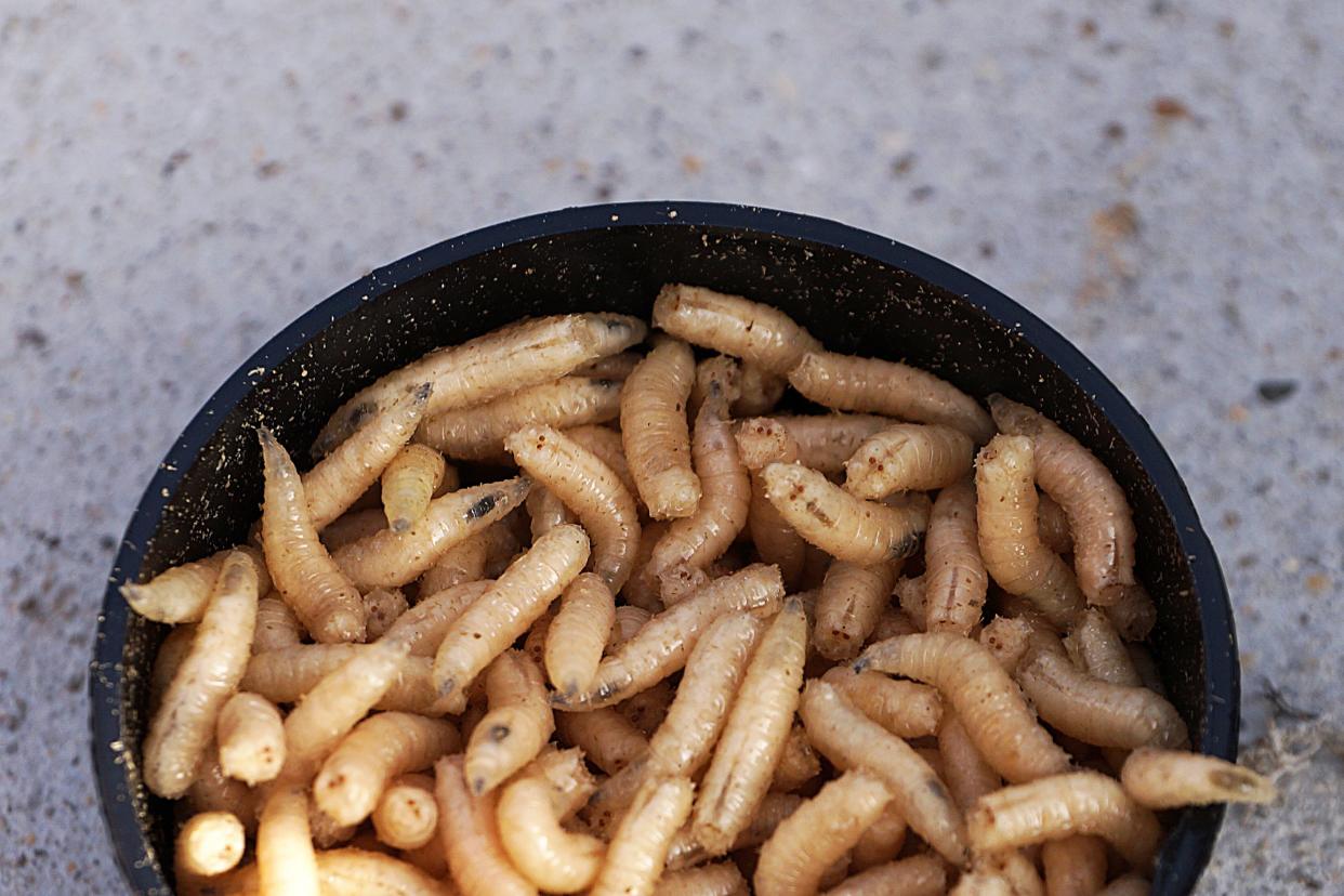 maggots, fishing bait close-up in a box