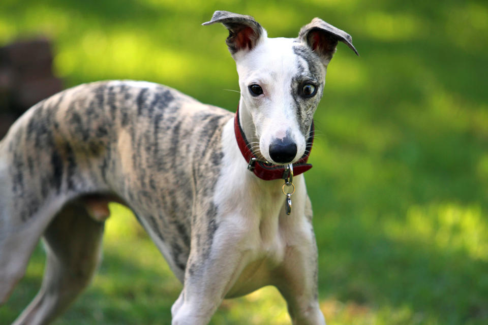 Whippet