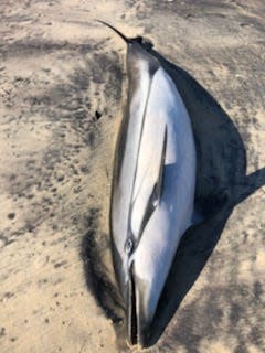 This striped dolphin recently was found dead washed ashore in southern Delaware.