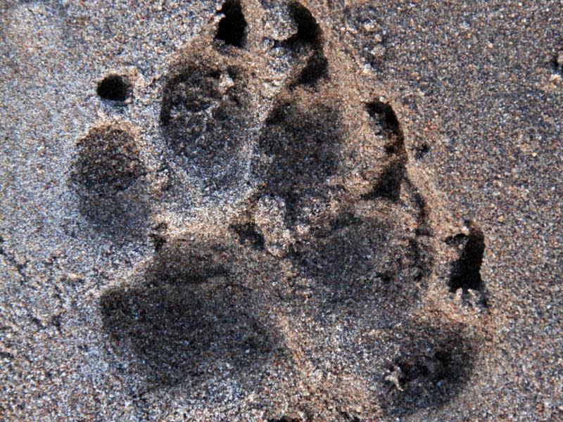 Luchs, Puma oder Bär? Dieser Pfotenabdruck überrascht die Camper am Morgen unweit des Wohnmobils. Foto: Stefan Weißenborn