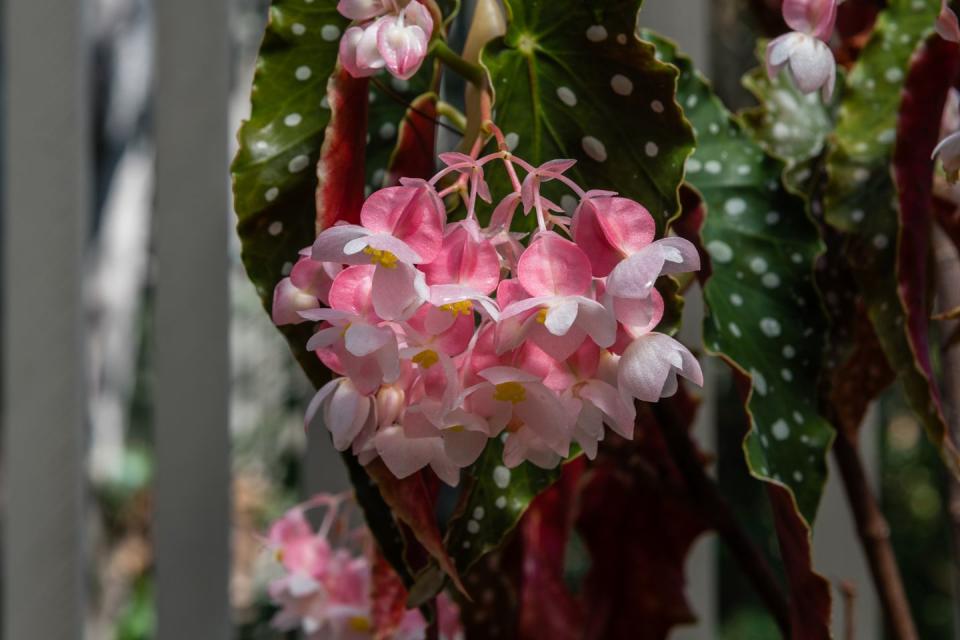 how to grow angel wing begonia