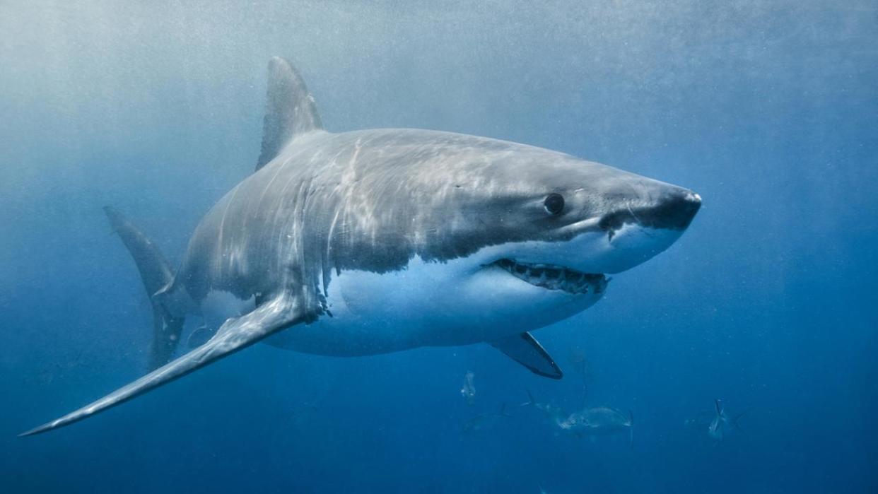 South Australia has been rocked by a spate of shark attacks. Picture: Supplied