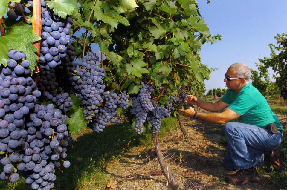 On Sept. 6, 2007, Nick Mobilia of Mobilia Fruit Farms and Arrowhead Winery checks a bunch of his Cabernet Sauvignon grapes in his vineyards in North East Township, Erie County. 