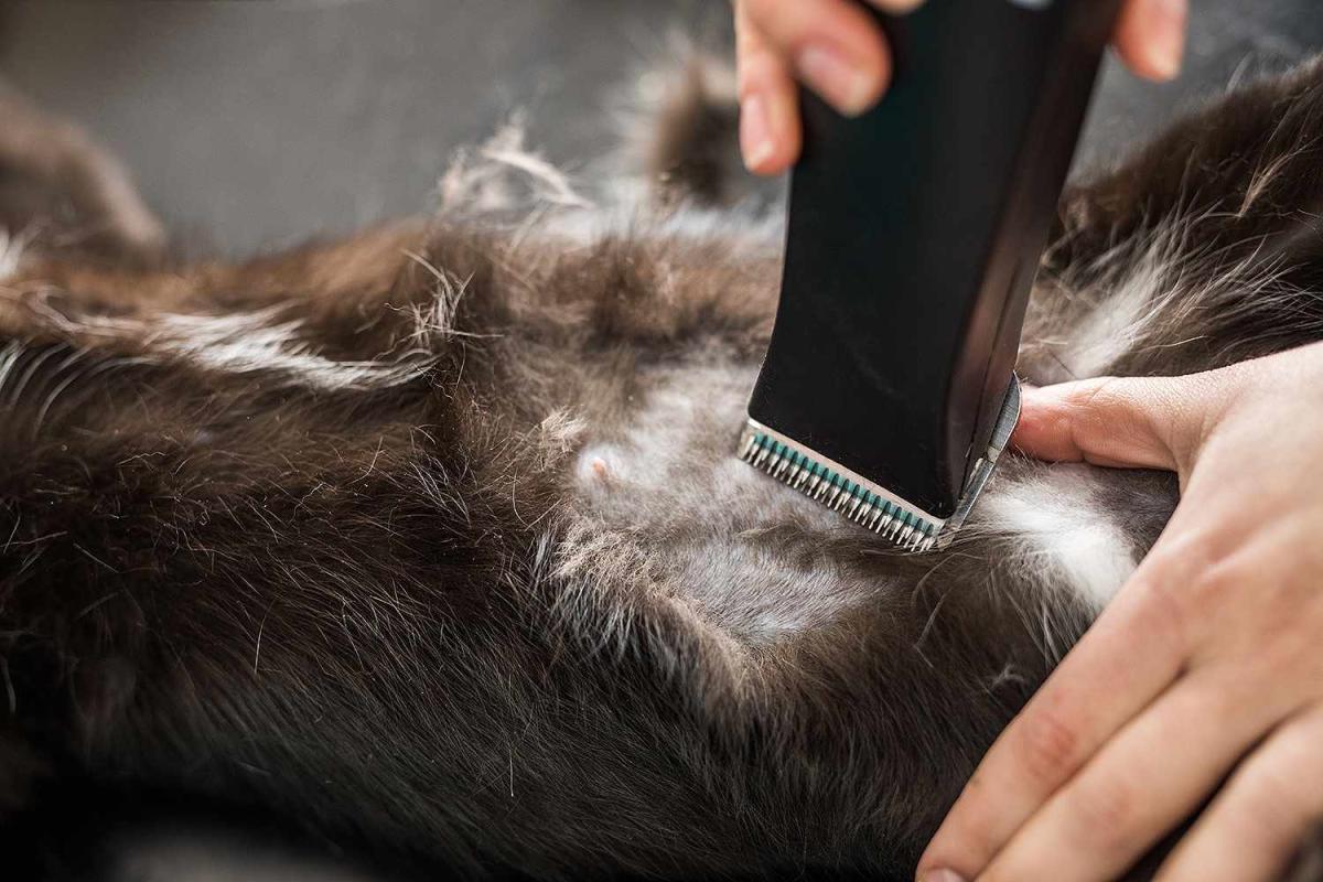 A Phantom Cat Shaver Is Baffling Towns with Weird Feline