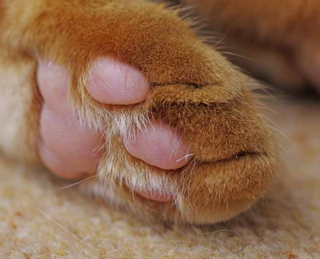 cat paw close up