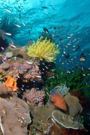 This file photo, released by the Pew Environment Group in 2011, shows a coral reef in the Coral Sea off Australia's northeast coast. Australia on Thursday announced plans to create the world's largest network of marine parks to protect ocean life, with limits placed on fishing and oil and gas exploration off the coast