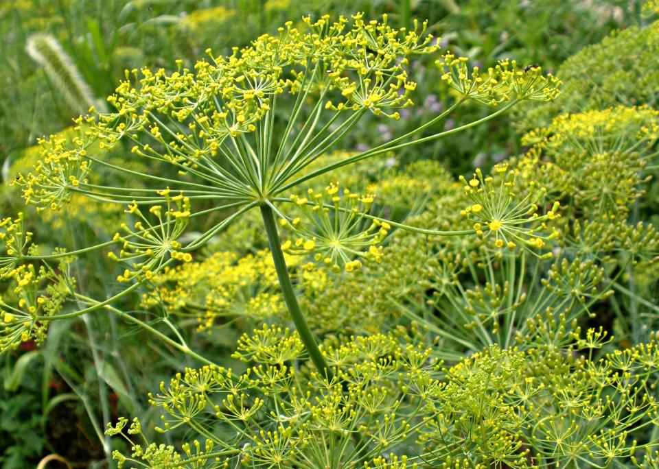 Dill is a delicate, feathery herb prized for its distinctive, aromatic foliage and seeds that impart a unique, tangy flavor to a wide range of culinary dishes and pickles.