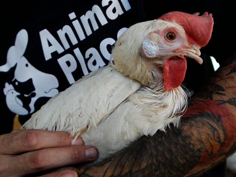 A worker holds a rescued chicken at the Animal Place sanctuary in Vacaville, California, in 2013.