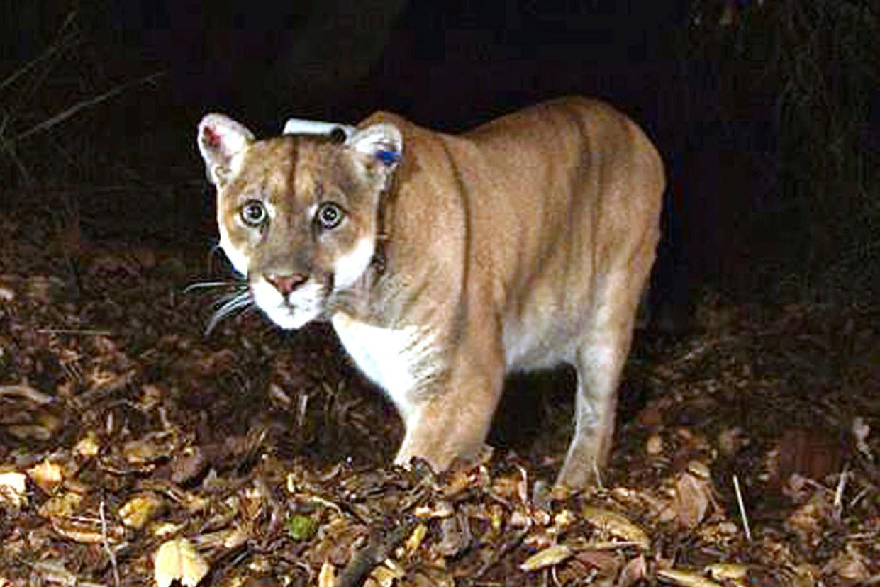 Mandatory Credit: Photo by Uncredited/AP/Shutterstock (13671896a) Provided by the U.S. National Park Service shows a mountain lion known as P-22, photographed in the Griffith Park area near downtown Los Angeles. P-22, the celebrated mountain lion that took up residence in the middle of Los Angeles and became a symbol of urban pressures on wildlife, was euthanized after dangerous changes in his behavior led to examinations that revealed poor health and an injury likely caused by a car California Famed Mountain Lion, Los Angeles, United States - 09 Aug 2019