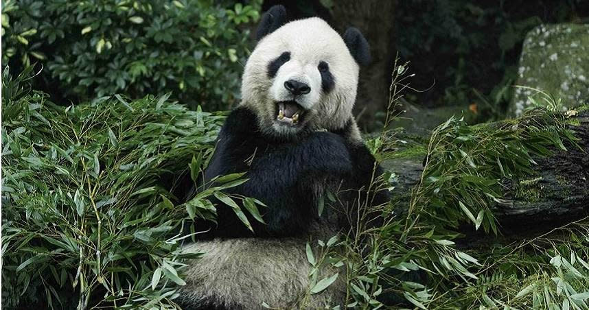 台北市立動物園大貓熊「團團」。（圖／報系資料照）