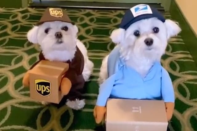 These two Maltese dogs are going to crack you up