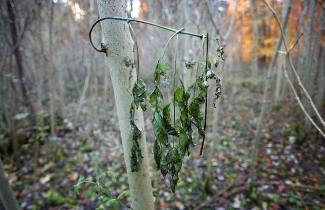 Ash tree with ash dieback