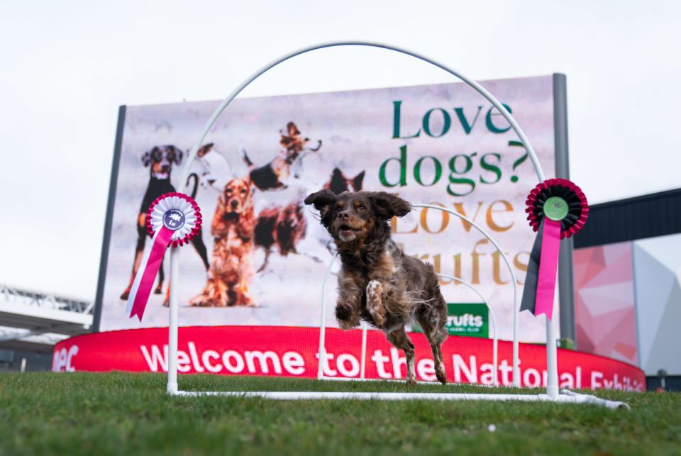 Crufts 2024 Dog owners don't do research into which breed to choose