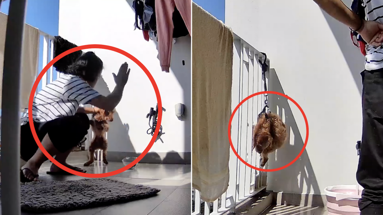 Screen grab of CCTV footage of domestic helper hitting poodle with hand (left) and poodle left to hang on balcony railing