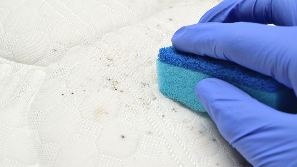 Image shows a person wearing blue disposable cleaning gloves scrubbing black mold off a white mattress