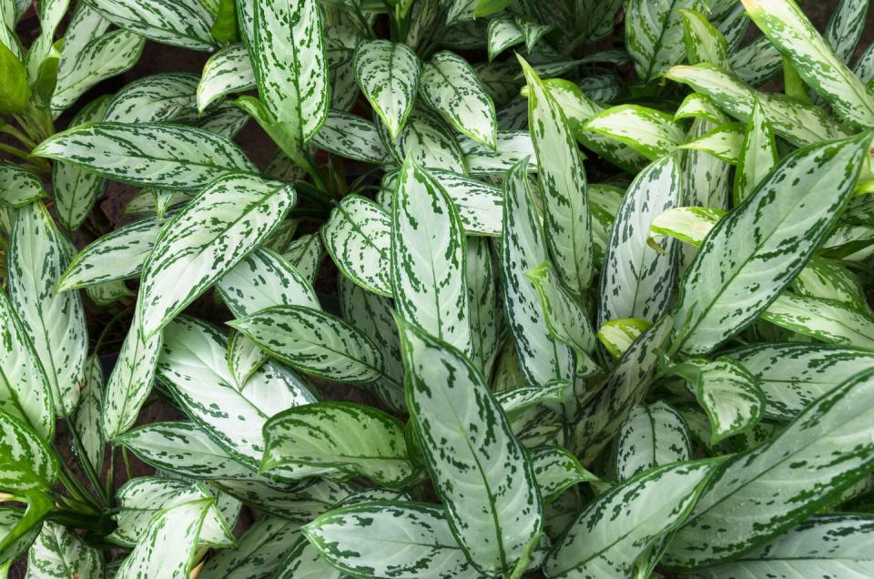 how to grow chinese evergreen plant