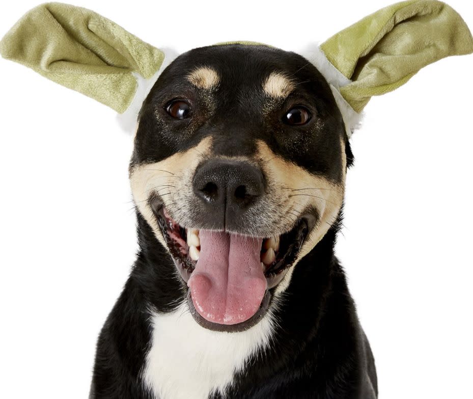 Get this <a href="https://fave.co/3lUjHry" target="_blank" rel="noopener noreferrer">Rubie's Costume Company Yoda Ears Dog &amp; Cat Costume for $5</a> at Chewy. It's available in S/M and M/L sizes with an elastic strap under the chin so it won't slide off. 