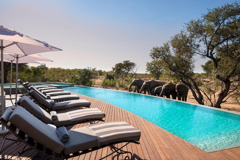 Elephants along the pool at andBeyond Ngala Safari Lodge