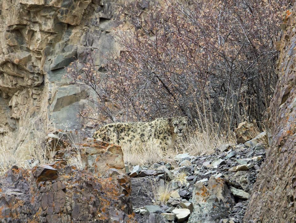 The Snow Leopard is seen lurking in Ladakh, India (Picture: Inger Vandyke/Caters News)