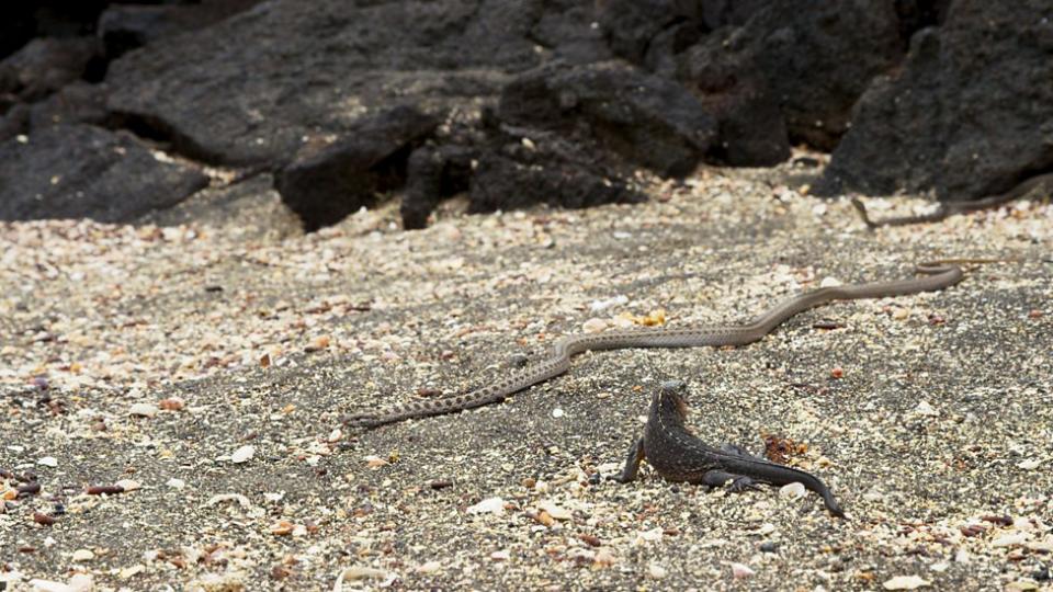 The plucky marine iguana and the deadly racer snake. (BBC)