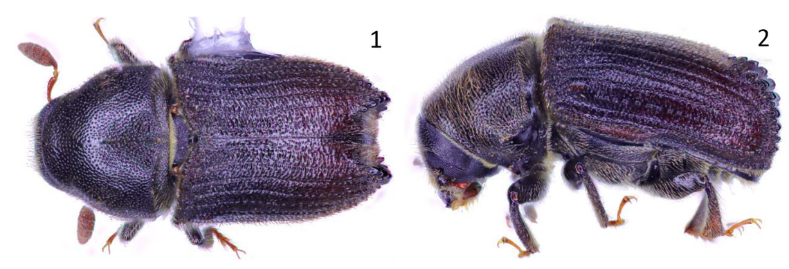 A Phloeosinus corneyanus, or Corneyanus bark beetle. Photos from Knížek and Tshering (2024) ©Magnolia Press, reproduced with permission from the copyright holder