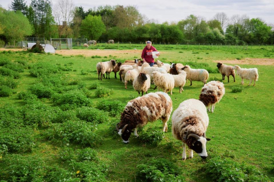 With the body spray, there is no “rowing” between the rams, said Bryce. Emile Holba / The Wall Street Journal