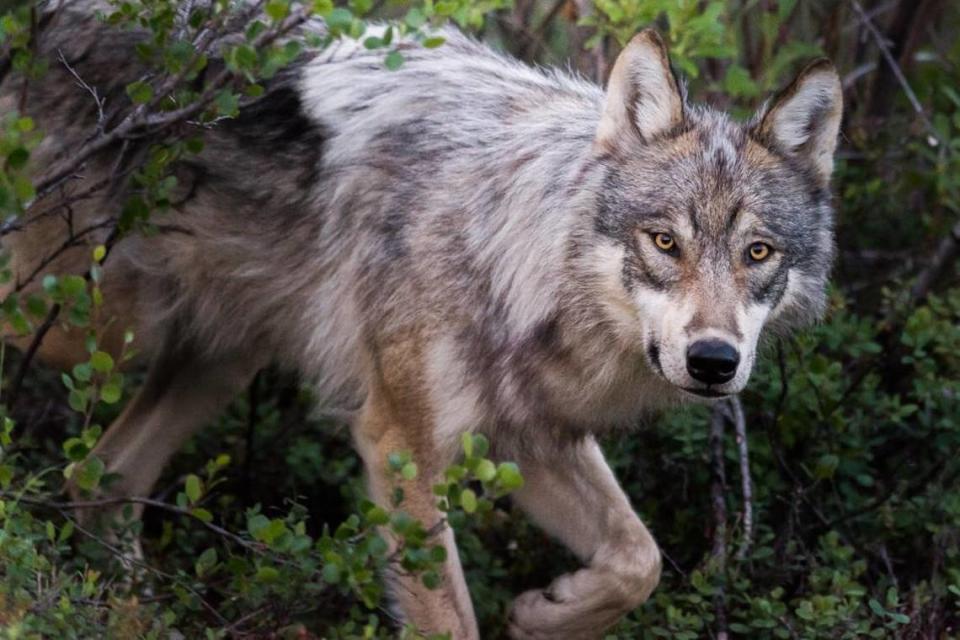 A gray wolf is seen in Denali National Park in Alaska.