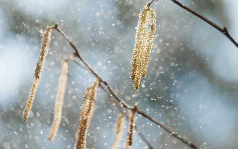 Hazel tree with pollen