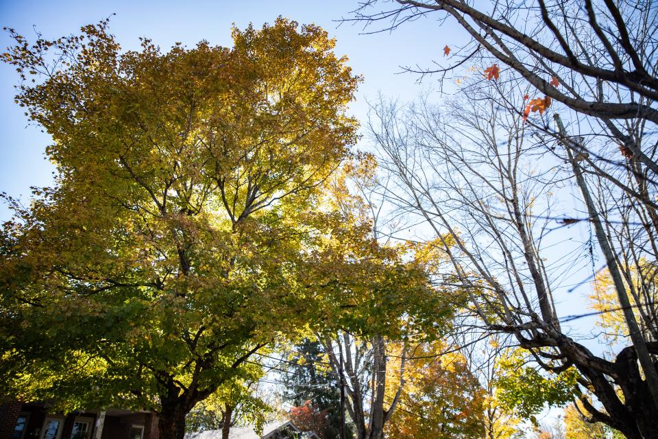 A number of city trees line Vermont Avenue in West Asheville.