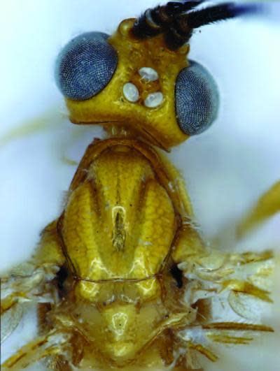 This image show a close up of Cystomastacoides kiddo, named after Beatrix Kiddo, a protagonist from Tarantino's "Kill Bill."