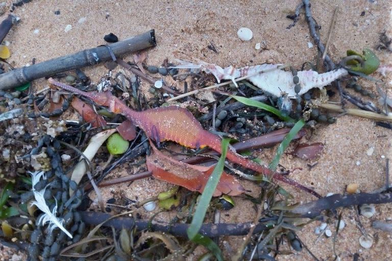 Dos dragones de mar ubicados en la playa de Narrabeen, Australia (Foto: Betty Ratcliffe)