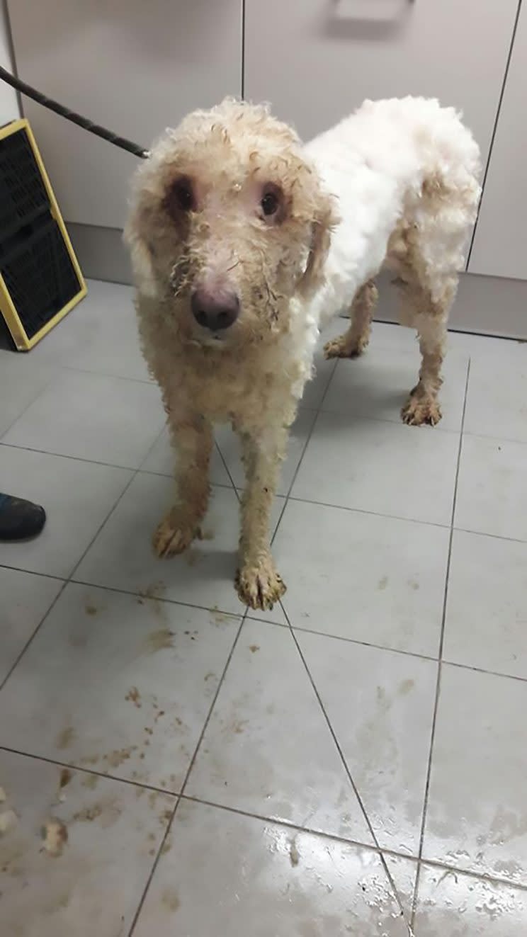 Unrecognisable: Rescuers shaved the dog to make it look like its old self (CEN)