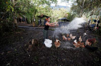 <p>Patricia, a member of the 51st Front of the Revolutionary Armed Forces of Colombia (FARC), feeds chickens at a camp in Cordillera Oriental, Colombia, August 16, 2016. (John Vizcaino/Reuters) </p>