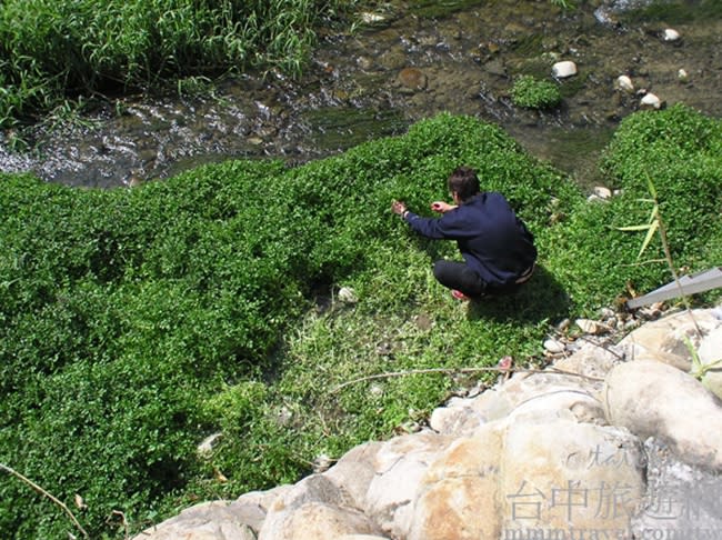 野菜以山泉水種植，現採現煮