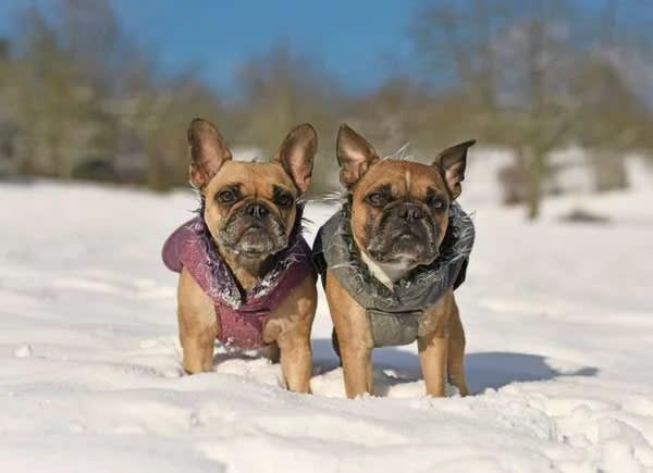 Two small dogs in snow wearing jackets.