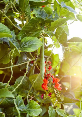 The 11 Best Hot Peppers to Add to Your Garden, Ranked by Spiciness