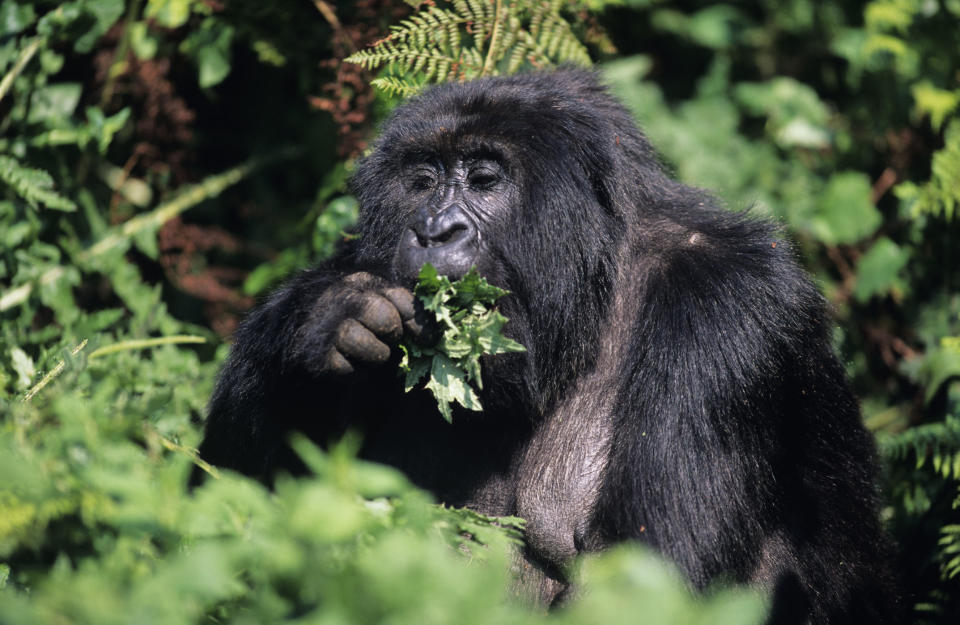 Mountain gorilla (Gorilla gorilla berengeii) eating leaves, Park du Volcanes, Rwanda