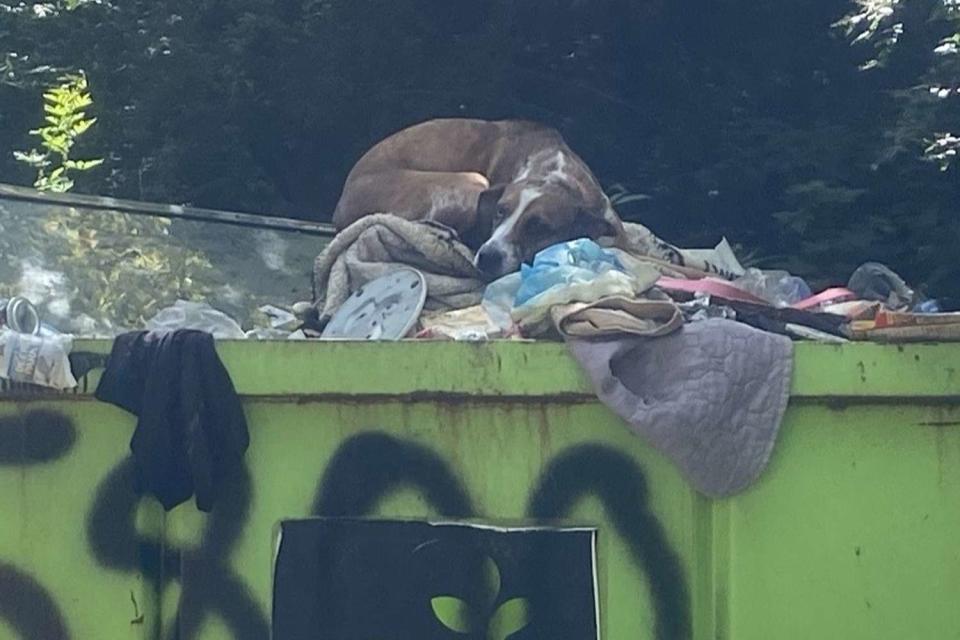 <p>Cumberland County Animal Services Officer (ASO) Audrey Hill</p> Sydney the dog in the dumpster where she was found by Cumberland County Animal Services 