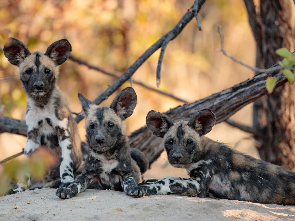 African wild dog pups. The species are now having their pups an average of 22 days later each year than they were 30 years ago (Bobby-Jo Vial)