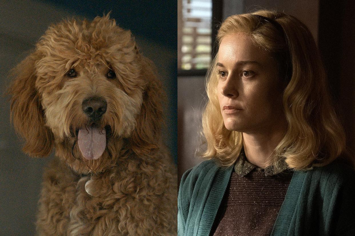 A dog looking directly at the camera and Brie Larson staring into space.