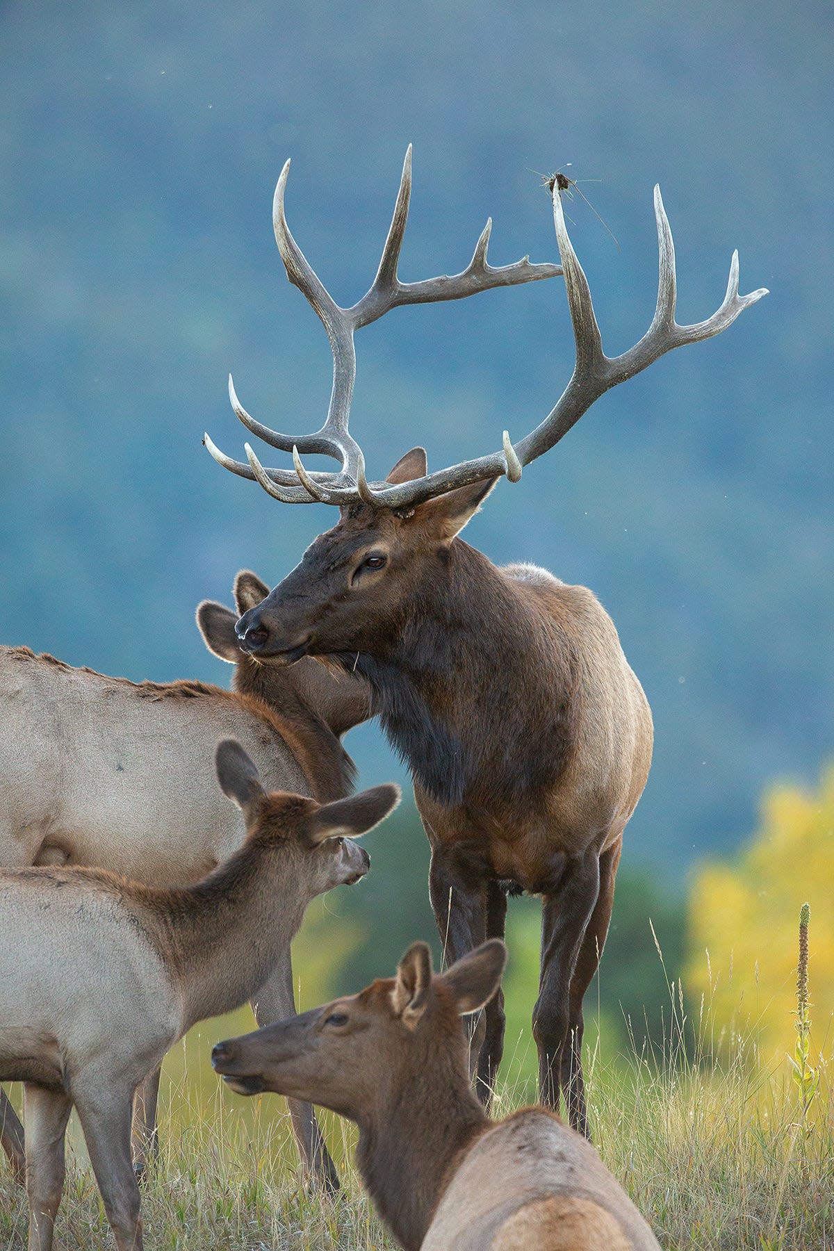 A bull elk tends to his harem.