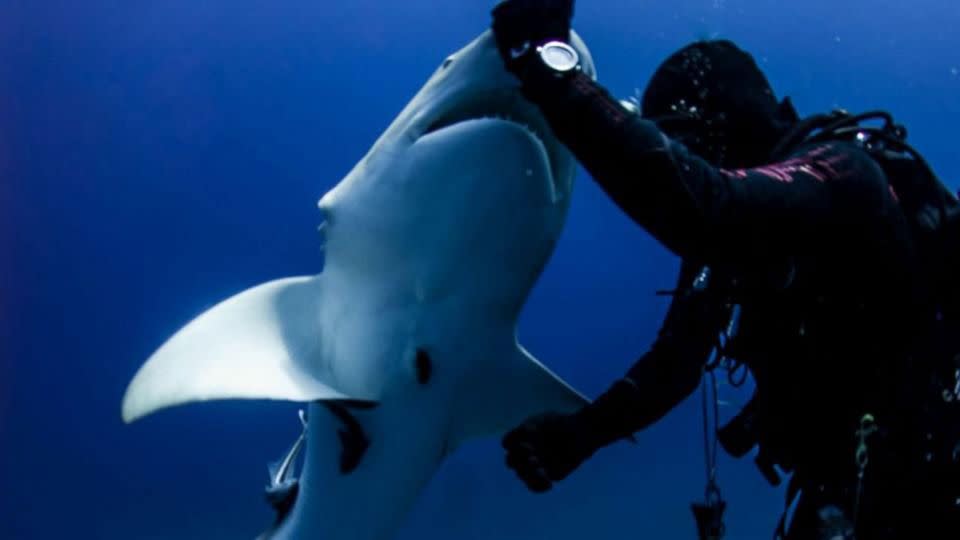 The moment the diver pulled the hook from the shark's belly. Source: ABC