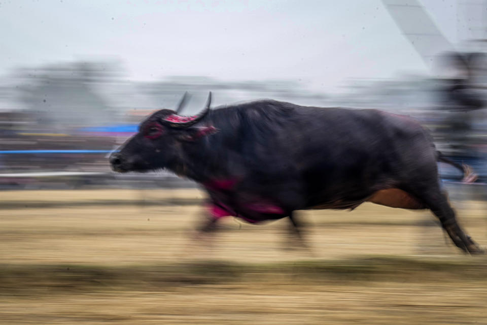 A buffalo runs during a fight held as part of the Magh Bihu harvest festival at Ahotguri village, east of Guwahati, in the northeastern state of Assam, India, Jan. 16, 2024. Traditional bird and buffalo fights resumed in India’s remote northeast after the supreme court ended a nine-year ban, despite opposition from wildlife activists. (AP Photo/Anupam Nath)