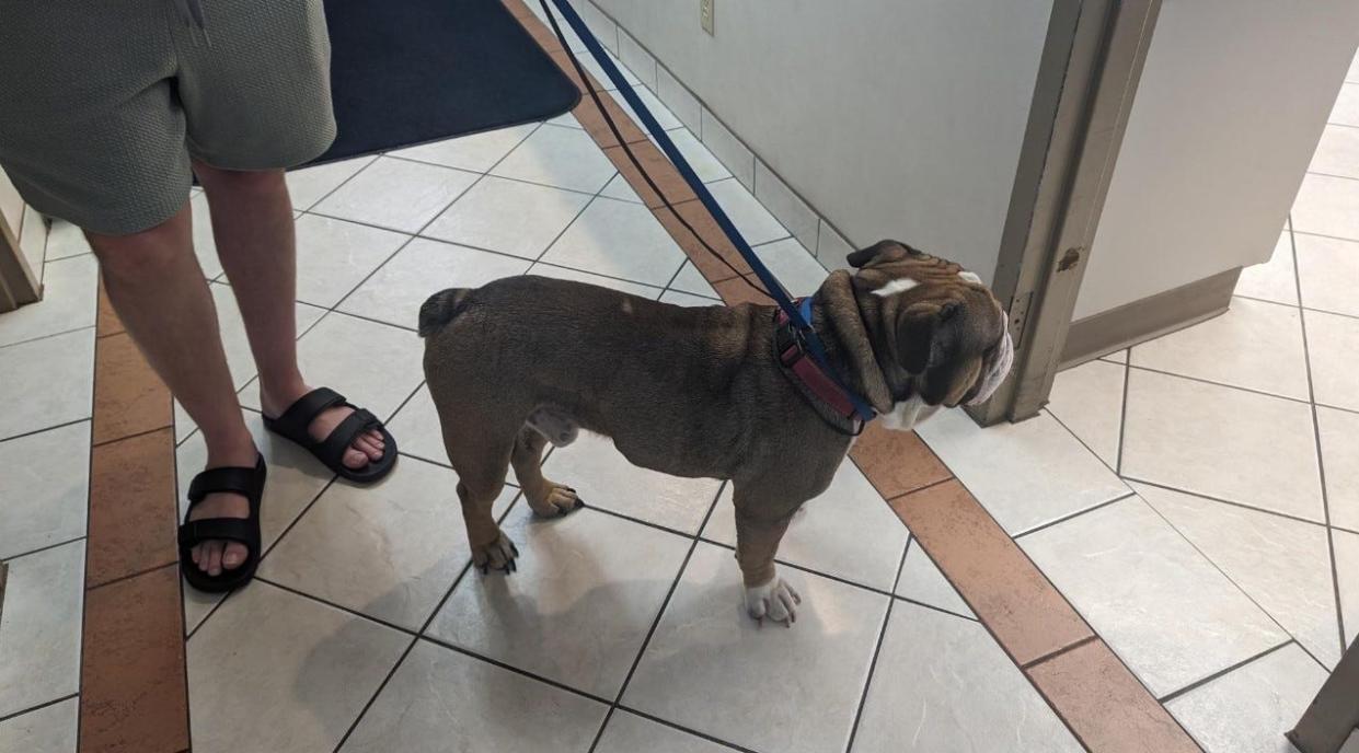 Duke, an English bulldog, at Noah's Animal Hospital on April 14, 2024. Duke had been missing from his owner, Andrea Hudgins, for over two years before they were reunited thanks to the dog being chipped.