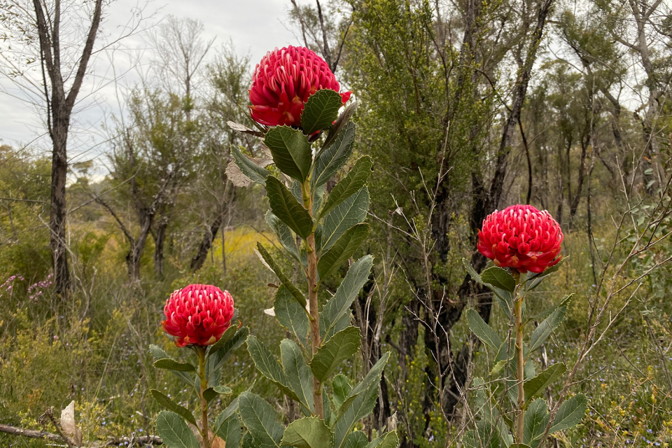 A Gibraltar Range waratah in a NSW national park.