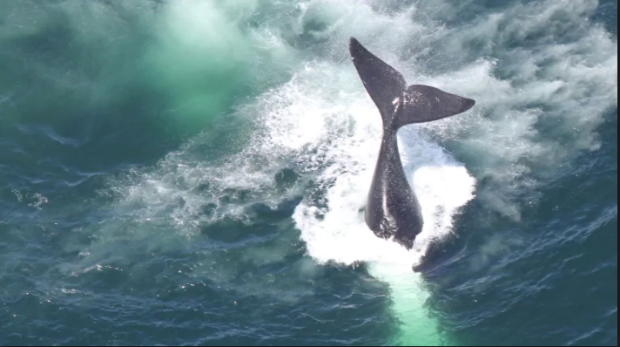 Centre for Coastal Studies/NOAA